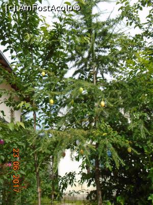 [P53] La Muzeul Oului din Vama până și copacii au ouă » foto by Mitica49
 - 
<span class="allrVoted glyphicon glyphicon-heart hidden" id="av885194"></span>
<a class="m-l-10 hidden" id="sv885194" onclick="voting_Foto_DelVot(,885194,21808)" role="button">șterge vot <span class="glyphicon glyphicon-remove"></span></a>
<a id="v9885194" class=" c-red"  onclick="voting_Foto_SetVot(885194)" role="button"><span class="glyphicon glyphicon-heart-empty"></span> <b>LIKE</b> = Votează poza</a> <img class="hidden"  id="f885194W9" src="/imagini/loader.gif" border="0" /><span class="AjErrMes hidden" id="e885194ErM"></span>