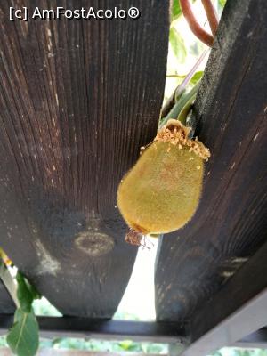 [P17] Fruct de kiwi strecurat pe balconul nostru » foto by crismis
 - 
<span class="allrVoted glyphicon glyphicon-heart hidden" id="av879690"></span>
<a class="m-l-10 hidden" id="sv879690" onclick="voting_Foto_DelVot(,879690,22309)" role="button">șterge vot <span class="glyphicon glyphicon-remove"></span></a>
<a id="v9879690" class=" c-red"  onclick="voting_Foto_SetVot(879690)" role="button"><span class="glyphicon glyphicon-heart-empty"></span> <b>LIKE</b> = Votează poza</a> <img class="hidden"  id="f879690W9" src="/imagini/loader.gif" border="0" /><span class="AjErrMes hidden" id="e879690ErM"></span>