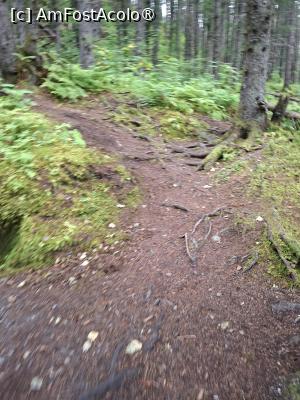 [P39] traseul prin pădure » foto by robert
 - 
<span class="allrVoted glyphicon glyphicon-heart hidden" id="av1510584"></span>
<a class="m-l-10 hidden" id="sv1510584" onclick="voting_Foto_DelVot(,1510584,22462)" role="button">șterge vot <span class="glyphicon glyphicon-remove"></span></a>
<a id="v91510584" class=" c-red"  onclick="voting_Foto_SetVot(1510584)" role="button"><span class="glyphicon glyphicon-heart-empty"></span> <b>LIKE</b> = Votează poza</a> <img class="hidden"  id="f1510584W9" src="/imagini/loader.gif" border="0" /><span class="AjErrMes hidden" id="e1510584ErM"></span>