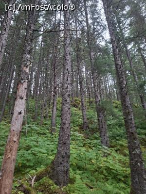 [P40] traseul prin pădure » foto by robert
 - 
<span class="allrVoted glyphicon glyphicon-heart hidden" id="av1510585"></span>
<a class="m-l-10 hidden" id="sv1510585" onclick="voting_Foto_DelVot(,1510585,22462)" role="button">șterge vot <span class="glyphicon glyphicon-remove"></span></a>
<a id="v91510585" class=" c-red"  onclick="voting_Foto_SetVot(1510585)" role="button"><span class="glyphicon glyphicon-heart-empty"></span> <b>LIKE</b> = Votează poza</a> <img class="hidden"  id="f1510585W9" src="/imagini/loader.gif" border="0" /><span class="AjErrMes hidden" id="e1510585ErM"></span>