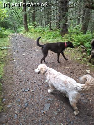 [P42] traseul prin pădure » foto by robert
 - 
<span class="allrVoted glyphicon glyphicon-heart hidden" id="av1510587"></span>
<a class="m-l-10 hidden" id="sv1510587" onclick="voting_Foto_DelVot(,1510587,22462)" role="button">șterge vot <span class="glyphicon glyphicon-remove"></span></a>
<a id="v91510587" class=" c-red"  onclick="voting_Foto_SetVot(1510587)" role="button"><span class="glyphicon glyphicon-heart-empty"></span> <b>LIKE</b> = Votează poza</a> <img class="hidden"  id="f1510587W9" src="/imagini/loader.gif" border="0" /><span class="AjErrMes hidden" id="e1510587ErM"></span>