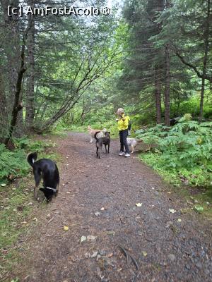 [P43] traseul prin pădure » foto by robert
 - 
<span class="allrVoted glyphicon glyphicon-heart hidden" id="av1510588"></span>
<a class="m-l-10 hidden" id="sv1510588" onclick="voting_Foto_DelVot(,1510588,22462)" role="button">șterge vot <span class="glyphicon glyphicon-remove"></span></a>
<a id="v91510588" class=" c-red"  onclick="voting_Foto_SetVot(1510588)" role="button"><span class="glyphicon glyphicon-heart-empty"></span> <b>LIKE</b> = Votează poza</a> <img class="hidden"  id="f1510588W9" src="/imagini/loader.gif" border="0" /><span class="AjErrMes hidden" id="e1510588ErM"></span>