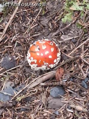 [P47] traseul prin pădure » foto by robert
 - 
<span class="allrVoted glyphicon glyphicon-heart hidden" id="av1510592"></span>
<a class="m-l-10 hidden" id="sv1510592" onclick="voting_Foto_DelVot(,1510592,22462)" role="button">șterge vot <span class="glyphicon glyphicon-remove"></span></a>
<a id="v91510592" class=" c-red"  onclick="voting_Foto_SetVot(1510592)" role="button"><span class="glyphicon glyphicon-heart-empty"></span> <b>LIKE</b> = Votează poza</a> <img class="hidden"  id="f1510592W9" src="/imagini/loader.gif" border="0" /><span class="AjErrMes hidden" id="e1510592ErM"></span>