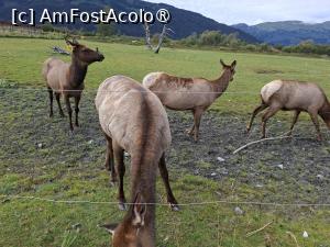 [P26] animale sălbatice intr-un parc național » foto by robert
 - 
<span class="allrVoted glyphicon glyphicon-heart hidden" id="av1496961"></span>
<a class="m-l-10 hidden" id="sv1496961" onclick="voting_Foto_DelVot(,1496961,22465)" role="button">șterge vot <span class="glyphicon glyphicon-remove"></span></a>
<a id="v91496961" class=" c-red"  onclick="voting_Foto_SetVot(1496961)" role="button"><span class="glyphicon glyphicon-heart-empty"></span> <b>LIKE</b> = Votează poza</a> <img class="hidden"  id="f1496961W9" src="/imagini/loader.gif" border="0" /><span class="AjErrMes hidden" id="e1496961ErM"></span>