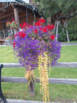 [P08] aranjament floral » foto by robert
 - 
<span class="allrVoted glyphicon glyphicon-heart hidden" id="av1496943"></span>
<a class="m-l-10 hidden" id="sv1496943" onclick="voting_Foto_DelVot(,1496943,22465)" role="button">șterge vot <span class="glyphicon glyphicon-remove"></span></a>
<a id="v91496943" class=" c-red"  onclick="voting_Foto_SetVot(1496943)" role="button"><span class="glyphicon glyphicon-heart-empty"></span> <b>LIKE</b> = Votează poza</a> <img class="hidden"  id="f1496943W9" src="/imagini/loader.gif" border="0" /><span class="AjErrMes hidden" id="e1496943ErM"></span>