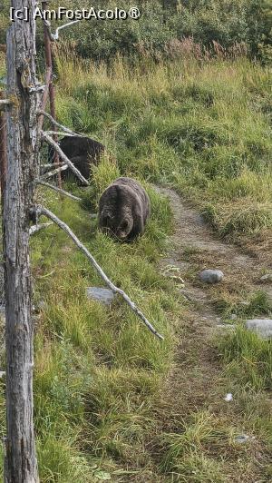 [P11] la centrul de conservare al animalelor sălbatice » foto by robert
 - 
<span class="allrVoted glyphicon glyphicon-heart hidden" id="av1504429"></span>
<a class="m-l-10 hidden" id="sv1504429" onclick="voting_Foto_DelVot(,1504429,22465)" role="button">șterge vot <span class="glyphicon glyphicon-remove"></span></a>
<a id="v91504429" class=" c-red"  onclick="voting_Foto_SetVot(1504429)" role="button"><span class="glyphicon glyphicon-heart-empty"></span> <b>LIKE</b> = Votează poza</a> <img class="hidden"  id="f1504429W9" src="/imagini/loader.gif" border="0" /><span class="AjErrMes hidden" id="e1504429ErM"></span>