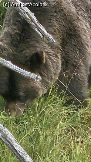 [P13] la centrul de conservare al animalelor sălbatice » foto by robert
 - 
<span class="allrVoted glyphicon glyphicon-heart hidden" id="av1504431"></span>
<a class="m-l-10 hidden" id="sv1504431" onclick="voting_Foto_DelVot(,1504431,22465)" role="button">șterge vot <span class="glyphicon glyphicon-remove"></span></a>
<a id="v91504431" class=" c-red"  onclick="voting_Foto_SetVot(1504431)" role="button"><span class="glyphicon glyphicon-heart-empty"></span> <b>LIKE</b> = Votează poza</a> <img class="hidden"  id="f1504431W9" src="/imagini/loader.gif" border="0" /><span class="AjErrMes hidden" id="e1504431ErM"></span>