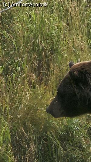 [P14] la centrul de conservare al animalelor sălbatice » foto by robert
 - 
<span class="allrVoted glyphicon glyphicon-heart hidden" id="av1504432"></span>
<a class="m-l-10 hidden" id="sv1504432" onclick="voting_Foto_DelVot(,1504432,22465)" role="button">șterge vot <span class="glyphicon glyphicon-remove"></span></a>
<a id="v91504432" class=" c-red"  onclick="voting_Foto_SetVot(1504432)" role="button"><span class="glyphicon glyphicon-heart-empty"></span> <b>LIKE</b> = Votează poza</a> <img class="hidden"  id="f1504432W9" src="/imagini/loader.gif" border="0" /><span class="AjErrMes hidden" id="e1504432ErM"></span>