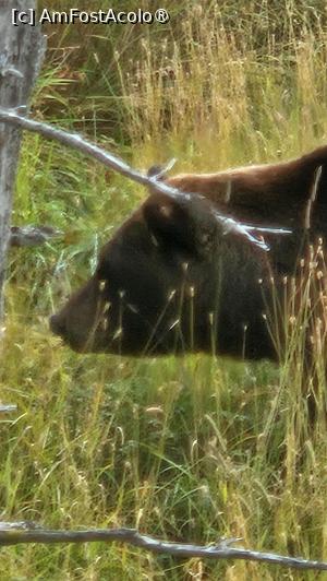 [P15] la centrul de conservare al animalelor sălbatice » foto by robert
 - 
<span class="allrVoted glyphicon glyphicon-heart hidden" id="av1504433"></span>
<a class="m-l-10 hidden" id="sv1504433" onclick="voting_Foto_DelVot(,1504433,22465)" role="button">șterge vot <span class="glyphicon glyphicon-remove"></span></a>
<a id="v91504433" class=" c-red"  onclick="voting_Foto_SetVot(1504433)" role="button"><span class="glyphicon glyphicon-heart-empty"></span> <b>LIKE</b> = Votează poza</a> <img class="hidden"  id="f1504433W9" src="/imagini/loader.gif" border="0" /><span class="AjErrMes hidden" id="e1504433ErM"></span>