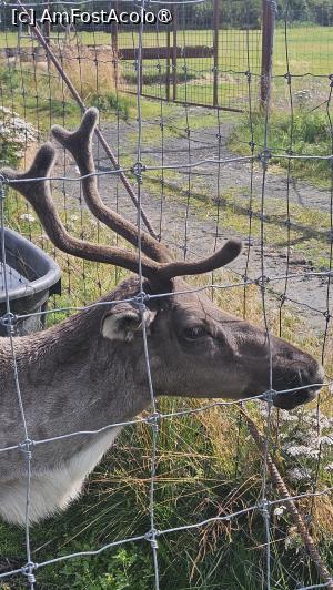 [P17] la centrul de conservare al animalelor sălbatice » foto by robert
 - 
<span class="allrVoted glyphicon glyphicon-heart hidden" id="av1504435"></span>
<a class="m-l-10 hidden" id="sv1504435" onclick="voting_Foto_DelVot(,1504435,22465)" role="button">șterge vot <span class="glyphicon glyphicon-remove"></span></a>
<a id="v91504435" class=" c-red"  onclick="voting_Foto_SetVot(1504435)" role="button"><span class="glyphicon glyphicon-heart-empty"></span> <b>LIKE</b> = Votează poza</a> <img class="hidden"  id="f1504435W9" src="/imagini/loader.gif" border="0" /><span class="AjErrMes hidden" id="e1504435ErM"></span>