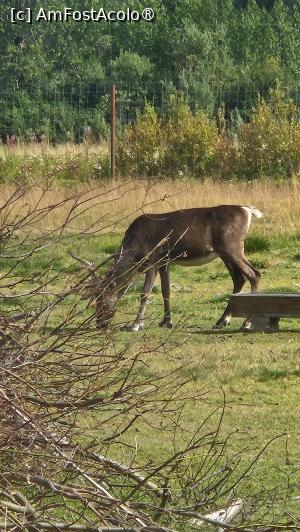 [P18] la centrul de conservare al animalelor sălbatice » foto by robert
 - 
<span class="allrVoted glyphicon glyphicon-heart hidden" id="av1504436"></span>
<a class="m-l-10 hidden" id="sv1504436" onclick="voting_Foto_DelVot(,1504436,22465)" role="button">șterge vot <span class="glyphicon glyphicon-remove"></span></a>
<a id="v91504436" class=" c-red"  onclick="voting_Foto_SetVot(1504436)" role="button"><span class="glyphicon glyphicon-heart-empty"></span> <b>LIKE</b> = Votează poza</a> <img class="hidden"  id="f1504436W9" src="/imagini/loader.gif" border="0" /><span class="AjErrMes hidden" id="e1504436ErM"></span>