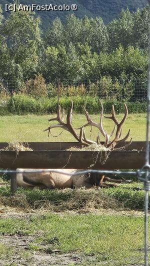 [P19] la centrul de conservare al animalelor sălbatice » foto by robert
 - 
<span class="allrVoted glyphicon glyphicon-heart hidden" id="av1504437"></span>
<a class="m-l-10 hidden" id="sv1504437" onclick="voting_Foto_DelVot(,1504437,22465)" role="button">șterge vot <span class="glyphicon glyphicon-remove"></span></a>
<a id="v91504437" class=" c-red"  onclick="voting_Foto_SetVot(1504437)" role="button"><span class="glyphicon glyphicon-heart-empty"></span> <b>LIKE</b> = Votează poza</a> <img class="hidden"  id="f1504437W9" src="/imagini/loader.gif" border="0" /><span class="AjErrMes hidden" id="e1504437ErM"></span>