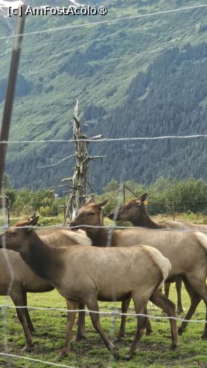 [P21] la centrul de conservare al animalelor sălbatice » foto by robert
 - 
<span class="allrVoted glyphicon glyphicon-heart hidden" id="av1504439"></span>
<a class="m-l-10 hidden" id="sv1504439" onclick="voting_Foto_DelVot(,1504439,22465)" role="button">șterge vot <span class="glyphicon glyphicon-remove"></span></a>
<a id="v91504439" class=" c-red"  onclick="voting_Foto_SetVot(1504439)" role="button"><span class="glyphicon glyphicon-heart-empty"></span> <b>LIKE</b> = Votează poza</a> <img class="hidden"  id="f1504439W9" src="/imagini/loader.gif" border="0" /><span class="AjErrMes hidden" id="e1504439ErM"></span>