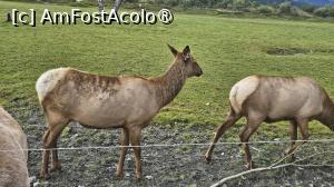 [P22] la centrul de conservare al animalelor sălbatice » foto by robert
 - 
<span class="allrVoted glyphicon glyphicon-heart hidden" id="av1504440"></span>
<a class="m-l-10 hidden" id="sv1504440" onclick="voting_Foto_DelVot(,1504440,22465)" role="button">șterge vot <span class="glyphicon glyphicon-remove"></span></a>
<a id="v91504440" class=" c-red"  onclick="voting_Foto_SetVot(1504440)" role="button"><span class="glyphicon glyphicon-heart-empty"></span> <b>LIKE</b> = Votează poza</a> <img class="hidden"  id="f1504440W9" src="/imagini/loader.gif" border="0" /><span class="AjErrMes hidden" id="e1504440ErM"></span>