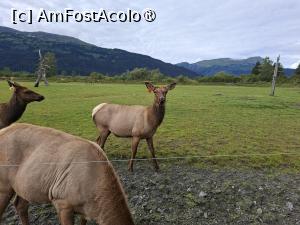 [P23] la centrul de conservare al animalelor sălbatice » foto by robert
 - 
<span class="allrVoted glyphicon glyphicon-heart hidden" id="av1504441"></span>
<a class="m-l-10 hidden" id="sv1504441" onclick="voting_Foto_DelVot(,1504441,22465)" role="button">șterge vot <span class="glyphicon glyphicon-remove"></span></a>
<a id="v91504441" class=" c-red"  onclick="voting_Foto_SetVot(1504441)" role="button"><span class="glyphicon glyphicon-heart-empty"></span> <b>LIKE</b> = Votează poza</a> <img class="hidden"  id="f1504441W9" src="/imagini/loader.gif" border="0" /><span class="AjErrMes hidden" id="e1504441ErM"></span>