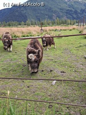 [P25] la centrul de conservare al animalelor sălbatice » foto by robert
 - 
<span class="allrVoted glyphicon glyphicon-heart hidden" id="av1504443"></span>
<a class="m-l-10 hidden" id="sv1504443" onclick="voting_Foto_DelVot(,1504443,22465)" role="button">șterge vot <span class="glyphicon glyphicon-remove"></span></a>
<a id="v91504443" class=" c-red"  onclick="voting_Foto_SetVot(1504443)" role="button"><span class="glyphicon glyphicon-heart-empty"></span> <b>LIKE</b> = Votează poza</a> <img class="hidden"  id="f1504443W9" src="/imagini/loader.gif" border="0" /><span class="AjErrMes hidden" id="e1504443ErM"></span>