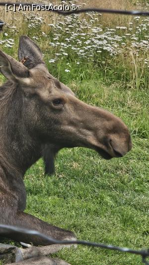 [P26] la centrul de conservare al animalelor sălbatice » foto by robert
 - 
<span class="allrVoted glyphicon glyphicon-heart hidden" id="av1504444"></span>
<a class="m-l-10 hidden" id="sv1504444" onclick="voting_Foto_DelVot(,1504444,22465)" role="button">șterge vot <span class="glyphicon glyphicon-remove"></span></a>
<a id="v91504444" class=" c-red"  onclick="voting_Foto_SetVot(1504444)" role="button"><span class="glyphicon glyphicon-heart-empty"></span> <b>LIKE</b> = Votează poza</a> <img class="hidden"  id="f1504444W9" src="/imagini/loader.gif" border="0" /><span class="AjErrMes hidden" id="e1504444ErM"></span>