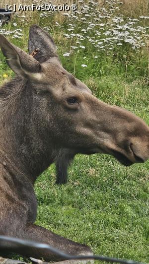 [P27] la centrul de conservare al animalelor sălbatice » foto by robert
 - 
<span class="allrVoted glyphicon glyphicon-heart hidden" id="av1504445"></span>
<a class="m-l-10 hidden" id="sv1504445" onclick="voting_Foto_DelVot(,1504445,22465)" role="button">șterge vot <span class="glyphicon glyphicon-remove"></span></a>
<a id="v91504445" class=" c-red"  onclick="voting_Foto_SetVot(1504445)" role="button"><span class="glyphicon glyphicon-heart-empty"></span> <b>LIKE</b> = Votează poza</a> <img class="hidden"  id="f1504445W9" src="/imagini/loader.gif" border="0" /><span class="AjErrMes hidden" id="e1504445ErM"></span>