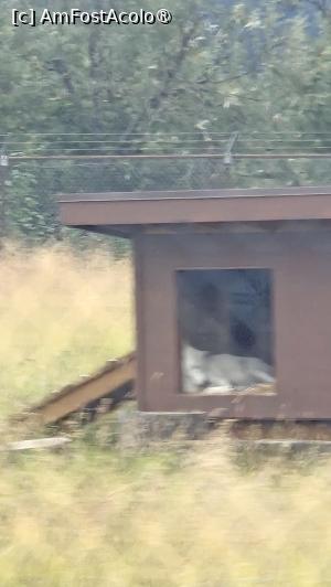 [P29] la centrul de conservare al animalelor sălbatice » foto by robert
 - 
<span class="allrVoted glyphicon glyphicon-heart hidden" id="av1504447"></span>
<a class="m-l-10 hidden" id="sv1504447" onclick="voting_Foto_DelVot(,1504447,22465)" role="button">șterge vot <span class="glyphicon glyphicon-remove"></span></a>
<a id="v91504447" class=" c-red"  onclick="voting_Foto_SetVot(1504447)" role="button"><span class="glyphicon glyphicon-heart-empty"></span> <b>LIKE</b> = Votează poza</a> <img class="hidden"  id="f1504447W9" src="/imagini/loader.gif" border="0" /><span class="AjErrMes hidden" id="e1504447ErM"></span>