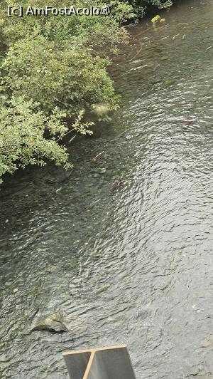 [P33] pețti viu colorați » foto by robert
 - 
<span class="allrVoted glyphicon glyphicon-heart hidden" id="av1504451"></span>
<a class="m-l-10 hidden" id="sv1504451" onclick="voting_Foto_DelVot(,1504451,22465)" role="button">șterge vot <span class="glyphicon glyphicon-remove"></span></a>
<a id="v91504451" class=" c-red"  onclick="voting_Foto_SetVot(1504451)" role="button"><span class="glyphicon glyphicon-heart-empty"></span> <b>LIKE</b> = Votează poza</a> <img class="hidden"  id="f1504451W9" src="/imagini/loader.gif" border="0" /><span class="AjErrMes hidden" id="e1504451ErM"></span>