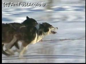 P10 [AUG-2000] Câinii din față, cei mai abili în alegerea straturilor de zăpadă. 