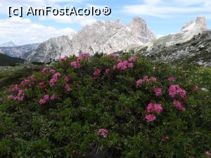 [P18] Peisaj cu flori din Dolomiti » foto by BOGDAN DSN
 - 
<span class="allrVoted glyphicon glyphicon-heart hidden" id="av1126144"></span>
<a class="m-l-10 hidden" id="sv1126144" onclick="voting_Foto_DelVot(,1126144,22492)" role="button">șterge vot <span class="glyphicon glyphicon-remove"></span></a>
<a id="v91126144" class=" c-red"  onclick="voting_Foto_SetVot(1126144)" role="button"><span class="glyphicon glyphicon-heart-empty"></span> <b>LIKE</b> = Votează poza</a> <img class="hidden"  id="f1126144W9" src="/imagini/loader.gif" border="0" /><span class="AjErrMes hidden" id="e1126144ErM"></span>