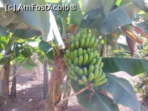 [P14] Finca Canarias Aloe Vera - Güímar. În seră. » foto by iulianic
 - 
<span class="allrVoted glyphicon glyphicon-heart hidden" id="av1430199"></span>
<a class="m-l-10 hidden" id="sv1430199" onclick="voting_Foto_DelVot(,1430199,22792)" role="button">șterge vot <span class="glyphicon glyphicon-remove"></span></a>
<a id="v91430199" class=" c-red"  onclick="voting_Foto_SetVot(1430199)" role="button"><span class="glyphicon glyphicon-heart-empty"></span> <b>LIKE</b> = Votează poza</a> <img class="hidden"  id="f1430199W9" src="/imagini/loader.gif" border="0" /><span class="AjErrMes hidden" id="e1430199ErM"></span>