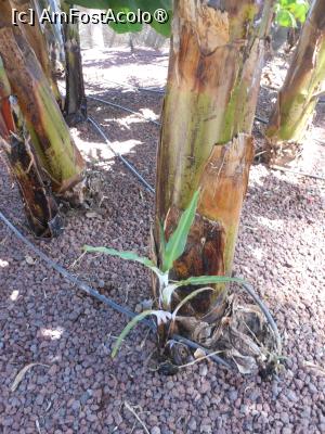 [P21] Finca Canarias Aloe Vera - Güímar. În seră. » foto by iulianic
 - 
<span class="allrVoted glyphicon glyphicon-heart hidden" id="av1430206"></span>
<a class="m-l-10 hidden" id="sv1430206" onclick="voting_Foto_DelVot(,1430206,22792)" role="button">șterge vot <span class="glyphicon glyphicon-remove"></span></a>
<a id="v91430206" class=" c-red"  onclick="voting_Foto_SetVot(1430206)" role="button"><span class="glyphicon glyphicon-heart-empty"></span> <b>LIKE</b> = Votează poza</a> <img class="hidden"  id="f1430206W9" src="/imagini/loader.gif" border="0" /><span class="AjErrMes hidden" id="e1430206ErM"></span>