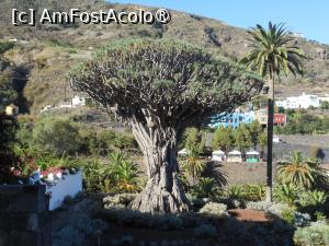 [P04] Icod de los Vinos - Parque del Drago Milenario. Arborele monument. » foto by iulianic
 - 
<span class="allrVoted glyphicon glyphicon-heart hidden" id="av1434610"></span>
<a class="m-l-10 hidden" id="sv1434610" onclick="voting_Foto_DelVot(,1434610,22792)" role="button">șterge vot <span class="glyphicon glyphicon-remove"></span></a>
<a id="v91434610" class=" c-red"  onclick="voting_Foto_SetVot(1434610)" role="button"><span class="glyphicon glyphicon-heart-empty"></span> <b>LIKE</b> = Votează poza</a> <img class="hidden"  id="f1434610W9" src="/imagini/loader.gif" border="0" /><span class="AjErrMes hidden" id="e1434610ErM"></span>