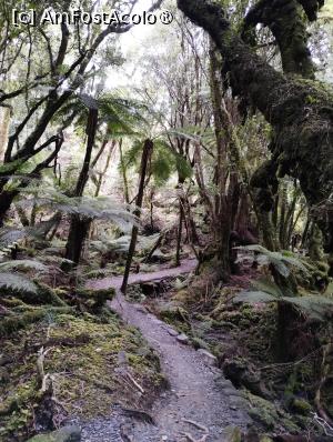 [P12] Potecă de basm dinspre/spre Fox Glacier   » foto by Marius 72
 - 
<span class="allrVoted glyphicon glyphicon-heart hidden" id="av1475443"></span>
<a class="m-l-10 hidden" id="sv1475443" onclick="voting_Foto_DelVot(,1475443,22922)" role="button">șterge vot <span class="glyphicon glyphicon-remove"></span></a>
<a id="v91475443" class=" c-red"  onclick="voting_Foto_SetVot(1475443)" role="button"><span class="glyphicon glyphicon-heart-empty"></span> <b>LIKE</b> = Votează poza</a> <img class="hidden"  id="f1475443W9" src="/imagini/loader.gif" border="0" /><span class="AjErrMes hidden" id="e1475443ErM"></span>