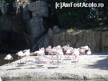 [P02] Un grup de flamingo faceau plaja!  » foto by Irina1974
 - 
<span class="allrVoted glyphicon glyphicon-heart hidden" id="av461495"></span>
<a class="m-l-10 hidden" id="sv461495" onclick="voting_Foto_DelVot(,461495,23167)" role="button">șterge vot <span class="glyphicon glyphicon-remove"></span></a>
<a id="v9461495" class=" c-red"  onclick="voting_Foto_SetVot(461495)" role="button"><span class="glyphicon glyphicon-heart-empty"></span> <b>LIKE</b> = Votează poza</a> <img class="hidden"  id="f461495W9" src="/imagini/loader.gif" border="0" /><span class="AjErrMes hidden" id="e461495ErM"></span>