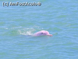 [P08] Delfin roz- poza luata de pe pagina facebook Khanom Tour (pozele mele cu delfinii nu sunt prea reusite)  » foto by r-Uca <span class="label label-default labelC_thin small">NEVOTABILĂ</span>