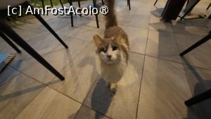 [P25] Vassos Nissi Plage Hotel, un miau » foto by Dragoș_MD
 - 
<span class="allrVoted glyphicon glyphicon-heart hidden" id="av1488794"></span>
<a class="m-l-10 hidden" id="sv1488794" onclick="voting_Foto_DelVot(,1488794,23534)" role="button">șterge vot <span class="glyphicon glyphicon-remove"></span></a>
<a id="v91488794" class=" c-red"  onclick="voting_Foto_SetVot(1488794)" role="button"><span class="glyphicon glyphicon-heart-empty"></span> <b>LIKE</b> = Votează poza</a> <img class="hidden"  id="f1488794W9" src="/imagini/loader.gif" border="0" /><span class="AjErrMes hidden" id="e1488794ErM"></span>