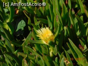 P20 [OCT-2020] Floarea galbenă a plantei ce