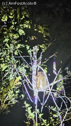[P11] lemur noaptea » foto by robert
 - 
<span class="allrVoted glyphicon glyphicon-heart hidden" id="av1487075"></span>
<a class="m-l-10 hidden" id="sv1487075" onclick="voting_Foto_DelVot(,1487075,23651)" role="button">șterge vot <span class="glyphicon glyphicon-remove"></span></a>
<a id="v91487075" class=" c-red"  onclick="voting_Foto_SetVot(1487075)" role="button"><span class="glyphicon glyphicon-heart-empty"></span> <b>LIKE</b> = Votează poza</a> <img class="hidden"  id="f1487075W9" src="/imagini/loader.gif" border="0" /><span class="AjErrMes hidden" id="e1487075ErM"></span>