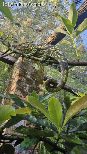 [P13] cameleon interesant » foto by robert
 - 
<span class="allrVoted glyphicon glyphicon-heart hidden" id="av1487077"></span>
<a class="m-l-10 hidden" id="sv1487077" onclick="voting_Foto_DelVot(,1487077,23651)" role="button">șterge vot <span class="glyphicon glyphicon-remove"></span></a>
<a id="v91487077" class=" c-red"  onclick="voting_Foto_SetVot(1487077)" role="button"><span class="glyphicon glyphicon-heart-empty"></span> <b>LIKE</b> = Votează poza</a> <img class="hidden"  id="f1487077W9" src="/imagini/loader.gif" border="0" /><span class="AjErrMes hidden" id="e1487077ErM"></span>