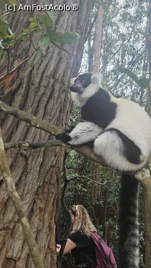[P05] lemur frumos » foto by robert
 - 
<span class="allrVoted glyphicon glyphicon-heart hidden" id="av1487069"></span>
<a class="m-l-10 hidden" id="sv1487069" onclick="voting_Foto_DelVot(,1487069,23651)" role="button">șterge vot <span class="glyphicon glyphicon-remove"></span></a>
<a id="v91487069" class=" c-red"  onclick="voting_Foto_SetVot(1487069)" role="button"><span class="glyphicon glyphicon-heart-empty"></span> <b>LIKE</b> = Votează poza</a> <img class="hidden"  id="f1487069W9" src="/imagini/loader.gif" border="0" /><span class="AjErrMes hidden" id="e1487069ErM"></span>