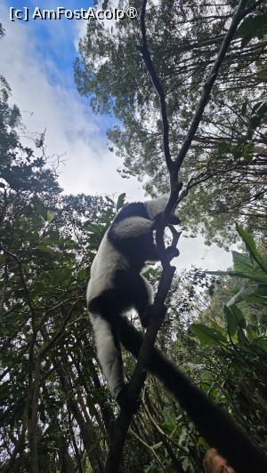 [P06] lemur frumos » foto by robert
 - 
<span class="allrVoted glyphicon glyphicon-heart hidden" id="av1487070"></span>
<a class="m-l-10 hidden" id="sv1487070" onclick="voting_Foto_DelVot(,1487070,23651)" role="button">șterge vot <span class="glyphicon glyphicon-remove"></span></a>
<a id="v91487070" class=" c-red"  onclick="voting_Foto_SetVot(1487070)" role="button"><span class="glyphicon glyphicon-heart-empty"></span> <b>LIKE</b> = Votează poza</a> <img class="hidden"  id="f1487070W9" src="/imagini/loader.gif" border="0" /><span class="AjErrMes hidden" id="e1487070ErM"></span>