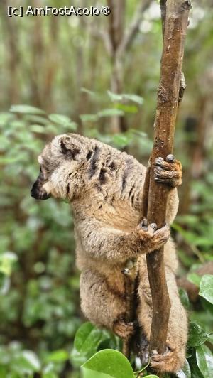 [P07] lemur frumos » foto by robert
 - 
<span class="allrVoted glyphicon glyphicon-heart hidden" id="av1487071"></span>
<a class="m-l-10 hidden" id="sv1487071" onclick="voting_Foto_DelVot(,1487071,23651)" role="button">șterge vot <span class="glyphicon glyphicon-remove"></span></a>
<a id="v91487071" class=" c-red"  onclick="voting_Foto_SetVot(1487071)" role="button"><span class="glyphicon glyphicon-heart-empty"></span> <b>LIKE</b> = Votează poza</a> <img class="hidden"  id="f1487071W9" src="/imagini/loader.gif" border="0" /><span class="AjErrMes hidden" id="e1487071ErM"></span>