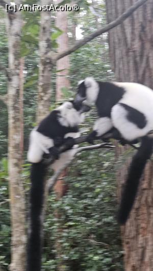 [P15] altă specie de lemuri » foto by robert
 - 
<span class="allrVoted glyphicon glyphicon-heart hidden" id="av1491370"></span>
<a class="m-l-10 hidden" id="sv1491370" onclick="voting_Foto_DelVot(,1491370,23651)" role="button">șterge vot <span class="glyphicon glyphicon-remove"></span></a>
<a id="v91491370" class=" c-red"  onclick="voting_Foto_SetVot(1491370)" role="button"><span class="glyphicon glyphicon-heart-empty"></span> <b>LIKE</b> = Votează poza</a> <img class="hidden"  id="f1491370W9" src="/imagini/loader.gif" border="0" /><span class="AjErrMes hidden" id="e1491370ErM"></span>