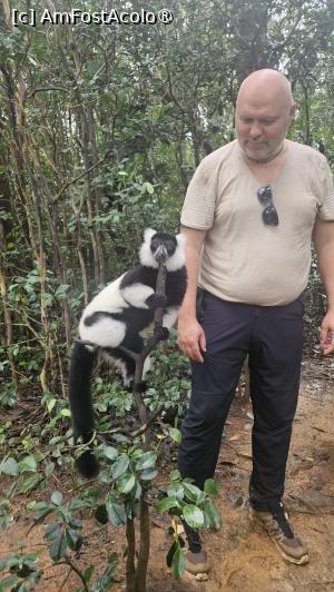 [P17] altă specie de lemuri » foto by robert
 - 
<span class="allrVoted glyphicon glyphicon-heart hidden" id="av1491372"></span>
<a class="m-l-10 hidden" id="sv1491372" onclick="voting_Foto_DelVot(,1491372,23651)" role="button">șterge vot <span class="glyphicon glyphicon-remove"></span></a>
<a id="v91491372" class=" c-red"  onclick="voting_Foto_SetVot(1491372)" role="button"><span class="glyphicon glyphicon-heart-empty"></span> <b>LIKE</b> = Votează poza</a> <img class="hidden"  id="f1491372W9" src="/imagini/loader.gif" border="0" /><span class="AjErrMes hidden" id="e1491372ErM"></span>