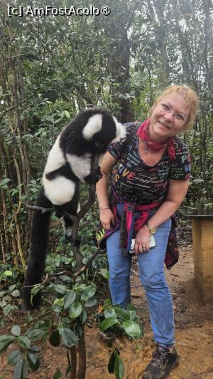 [P18] altă specie de lemuri » foto by robert
 - 
<span class="allrVoted glyphicon glyphicon-heart hidden" id="av1491373"></span>
<a class="m-l-10 hidden" id="sv1491373" onclick="voting_Foto_DelVot(,1491373,23651)" role="button">șterge vot <span class="glyphicon glyphicon-remove"></span></a>
<a id="v91491373" class=" c-red"  onclick="voting_Foto_SetVot(1491373)" role="button"><span class="glyphicon glyphicon-heart-empty"></span> <b>LIKE</b> = Votează poza</a> <img class="hidden"  id="f1491373W9" src="/imagini/loader.gif" border="0" /><span class="AjErrMes hidden" id="e1491373ErM"></span>