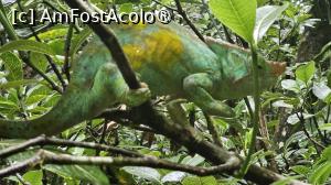 [P02] un cameleon » foto by robert
 - 
<span class="allrVoted glyphicon glyphicon-heart hidden" id="av1491357"></span>
<a class="m-l-10 hidden" id="sv1491357" onclick="voting_Foto_DelVot(,1491357,23651)" role="button">șterge vot <span class="glyphicon glyphicon-remove"></span></a>
<a id="v91491357" class=" c-red"  onclick="voting_Foto_SetVot(1491357)" role="button"><span class="glyphicon glyphicon-heart-empty"></span> <b>LIKE</b> = Votează poza</a> <img class="hidden"  id="f1491357W9" src="/imagini/loader.gif" border="0" /><span class="AjErrMes hidden" id="e1491357ErM"></span>