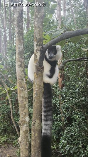 [P20] altă specie de lemuri » foto by robert
 - 
<span class="allrVoted glyphicon glyphicon-heart hidden" id="av1491375"></span>
<a class="m-l-10 hidden" id="sv1491375" onclick="voting_Foto_DelVot(,1491375,23651)" role="button">șterge vot <span class="glyphicon glyphicon-remove"></span></a>
<a id="v91491375" class=" c-red"  onclick="voting_Foto_SetVot(1491375)" role="button"><span class="glyphicon glyphicon-heart-empty"></span> <b>LIKE</b> = Votează poza</a> <img class="hidden"  id="f1491375W9" src="/imagini/loader.gif" border="0" /><span class="AjErrMes hidden" id="e1491375ErM"></span>