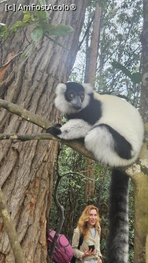 [P21] altă specie de lemuri » foto by robert
 - 
<span class="allrVoted glyphicon glyphicon-heart hidden" id="av1491376"></span>
<a class="m-l-10 hidden" id="sv1491376" onclick="voting_Foto_DelVot(,1491376,23651)" role="button">șterge vot <span class="glyphicon glyphicon-remove"></span></a>
<a id="v91491376" class=" c-red"  onclick="voting_Foto_SetVot(1491376)" role="button"><span class="glyphicon glyphicon-heart-empty"></span> <b>LIKE</b> = Votează poza</a> <img class="hidden"  id="f1491376W9" src="/imagini/loader.gif" border="0" /><span class="AjErrMes hidden" id="e1491376ErM"></span>