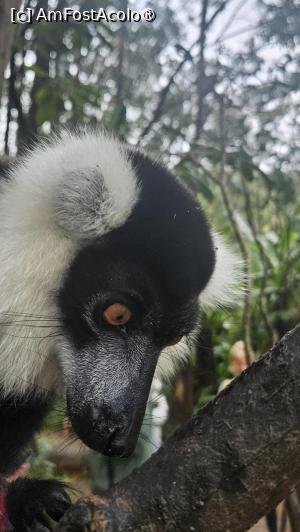 [P22] altă specie de lemuri » foto by robert
 - 
<span class="allrVoted glyphicon glyphicon-heart hidden" id="av1491377"></span>
<a class="m-l-10 hidden" id="sv1491377" onclick="voting_Foto_DelVot(,1491377,23651)" role="button">șterge vot <span class="glyphicon glyphicon-remove"></span></a>
<a id="v91491377" class=" c-red"  onclick="voting_Foto_SetVot(1491377)" role="button"><span class="glyphicon glyphicon-heart-empty"></span> <b>LIKE</b> = Votează poza</a> <img class="hidden"  id="f1491377W9" src="/imagini/loader.gif" border="0" /><span class="AjErrMes hidden" id="e1491377ErM"></span>