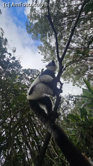[P23] altă specie de lemuri » foto by robert
 - 
<span class="allrVoted glyphicon glyphicon-heart hidden" id="av1491378"></span>
<a class="m-l-10 hidden" id="sv1491378" onclick="voting_Foto_DelVot(,1491378,23651)" role="button">șterge vot <span class="glyphicon glyphicon-remove"></span></a>
<a id="v91491378" class=" c-red"  onclick="voting_Foto_SetVot(1491378)" role="button"><span class="glyphicon glyphicon-heart-empty"></span> <b>LIKE</b> = Votează poza</a> <img class="hidden"  id="f1491378W9" src="/imagini/loader.gif" border="0" /><span class="AjErrMes hidden" id="e1491378ErM"></span>