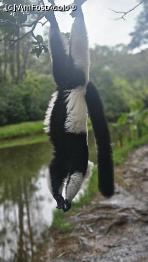 [P24] altă specie de lemuri » foto by robert
 - 
<span class="allrVoted glyphicon glyphicon-heart hidden" id="av1491379"></span>
<a class="m-l-10 hidden" id="sv1491379" onclick="voting_Foto_DelVot(,1491379,23651)" role="button">șterge vot <span class="glyphicon glyphicon-remove"></span></a>
<a id="v91491379" class=" c-red"  onclick="voting_Foto_SetVot(1491379)" role="button"><span class="glyphicon glyphicon-heart-empty"></span> <b>LIKE</b> = Votează poza</a> <img class="hidden"  id="f1491379W9" src="/imagini/loader.gif" border="0" /><span class="AjErrMes hidden" id="e1491379ErM"></span>