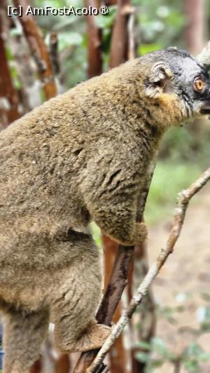[P25] altă specie de lemuri » foto by robert
 - 
<span class="allrVoted glyphicon glyphicon-heart hidden" id="av1491380"></span>
<a class="m-l-10 hidden" id="sv1491380" onclick="voting_Foto_DelVot(,1491380,23651)" role="button">șterge vot <span class="glyphicon glyphicon-remove"></span></a>
<a id="v91491380" class=" c-red"  onclick="voting_Foto_SetVot(1491380)" role="button"><span class="glyphicon glyphicon-heart-empty"></span> <b>LIKE</b> = Votează poza</a> <img class="hidden"  id="f1491380W9" src="/imagini/loader.gif" border="0" /><span class="AjErrMes hidden" id="e1491380ErM"></span>