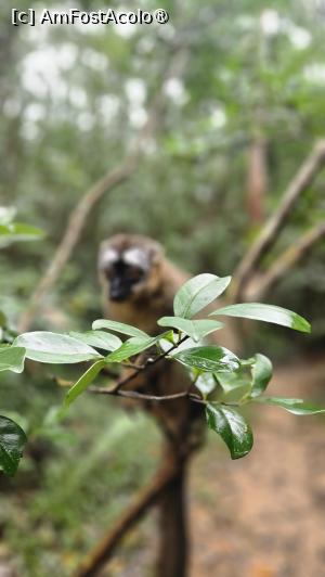 [P26] altă specie de lemuri » foto by robert
 - 
<span class="allrVoted glyphicon glyphicon-heart hidden" id="av1491381"></span>
<a class="m-l-10 hidden" id="sv1491381" onclick="voting_Foto_DelVot(,1491381,23651)" role="button">șterge vot <span class="glyphicon glyphicon-remove"></span></a>
<a id="v91491381" class=" c-red"  onclick="voting_Foto_SetVot(1491381)" role="button"><span class="glyphicon glyphicon-heart-empty"></span> <b>LIKE</b> = Votează poza</a> <img class="hidden"  id="f1491381W9" src="/imagini/loader.gif" border="0" /><span class="AjErrMes hidden" id="e1491381ErM"></span>